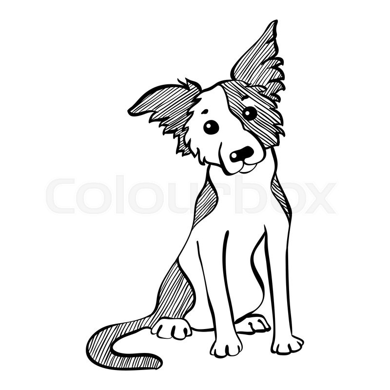 800x800 Sketch Funny Dog Border Collie Breed Sitting Hand Drawing Vector - Sitting Dog Sketch