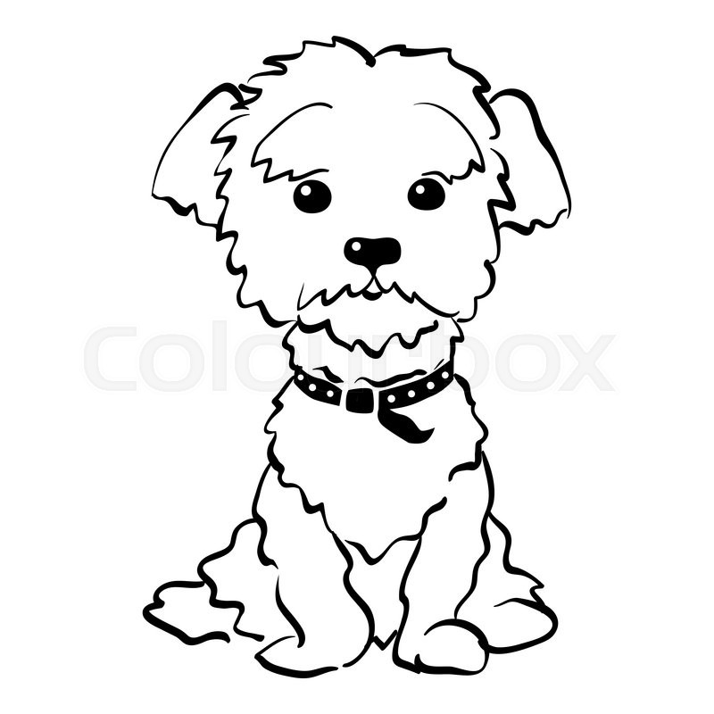 800x800 Sketch Funny Dog Maltese Breed Sitting Hand Drawing Vector Stock - Sitting Dog Sketch