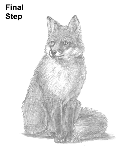 386x500 How To Draw A Fox (Sitting) - Sitting Sketch