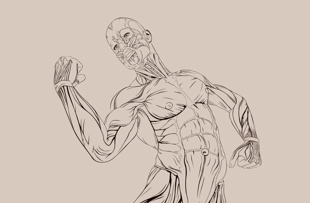 1024x672 The Science Behind The Six Pack Abs My Body, My Goal - Six Pack Sketch