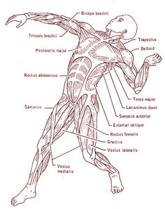 Skeletal System Sketch at PaintingValley.com | Explore collection of ...