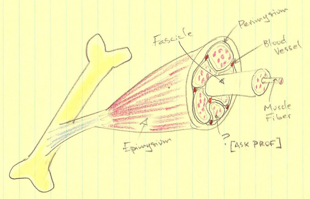 1024x657 Index Of Premiumwp Contentuploads200901 - Skeletal Muscle Sketch