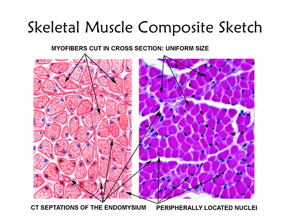960x720 Introduction To Muscle Anatomy - Skeletal Muscle Sketch