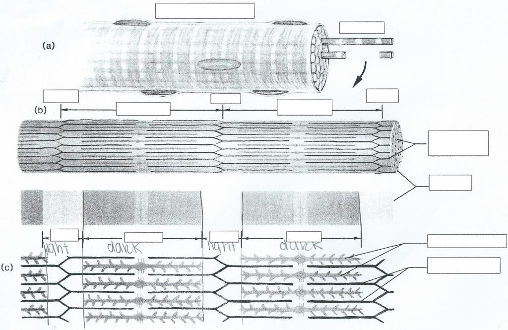 1024x665 Learn Skeletal Muscles Myofibrils (By Karanute) - Skeletal Muscle Sketch