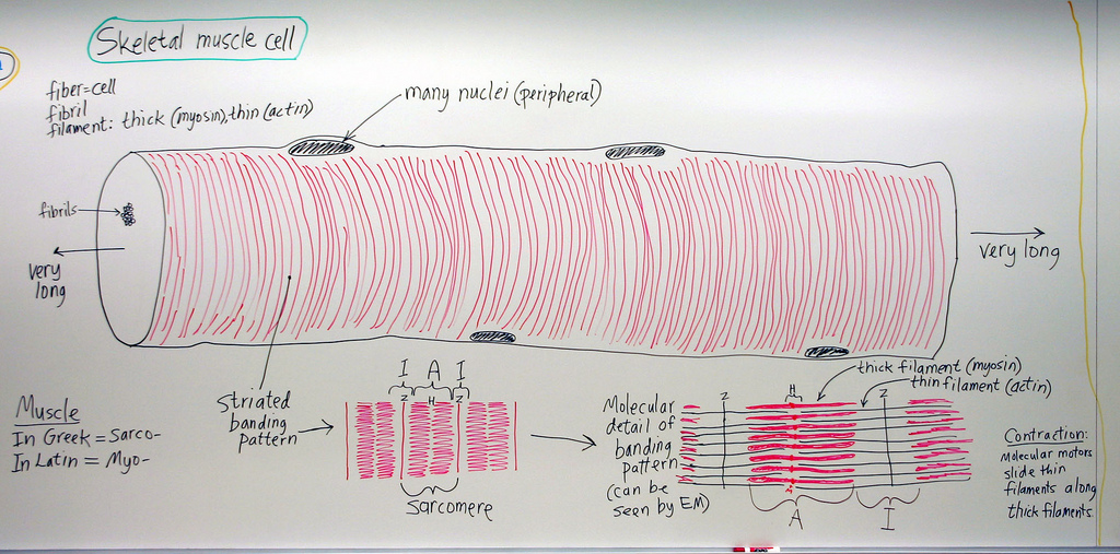 1024x507 Muscle Skeletal Muscle Cell A Hand Drawn Sketch By Dr. - Skeletal Muscle Sketch