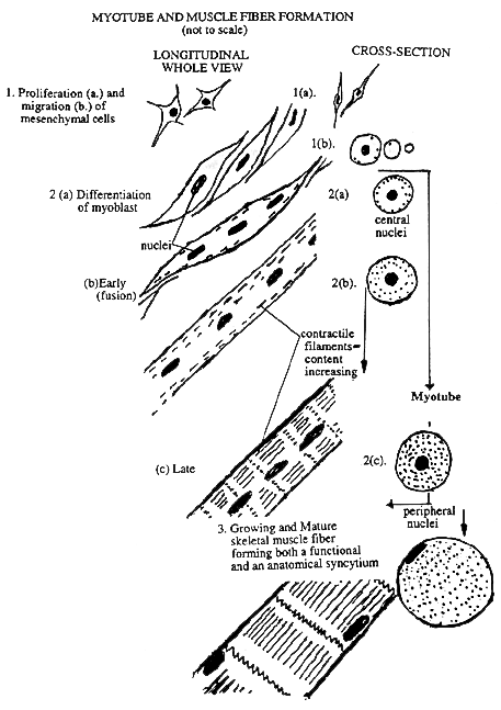 457x647 Muscle Tissue - Skeletal Muscle Sketch