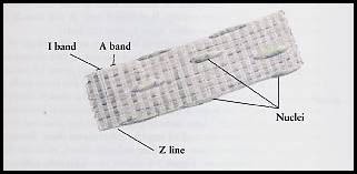 321x157 Muscle Tissue - Skeletal Muscle Sketch