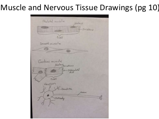 638x479 Muscle Tissue Drawings - Skeletal Muscle Sketch
