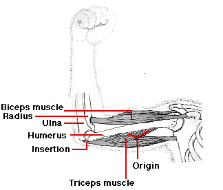 324x276 Muscles - Skeletal Muscle Sketch