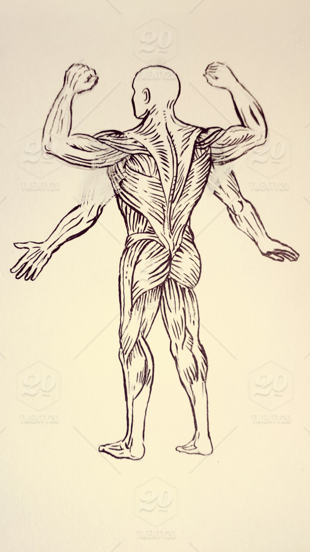640x1138 Photo Of Etching Engraving Handmade Style Illustration Of Human - Skeletal Muscle Sketch