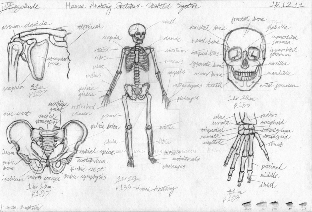 skeletal system sketch