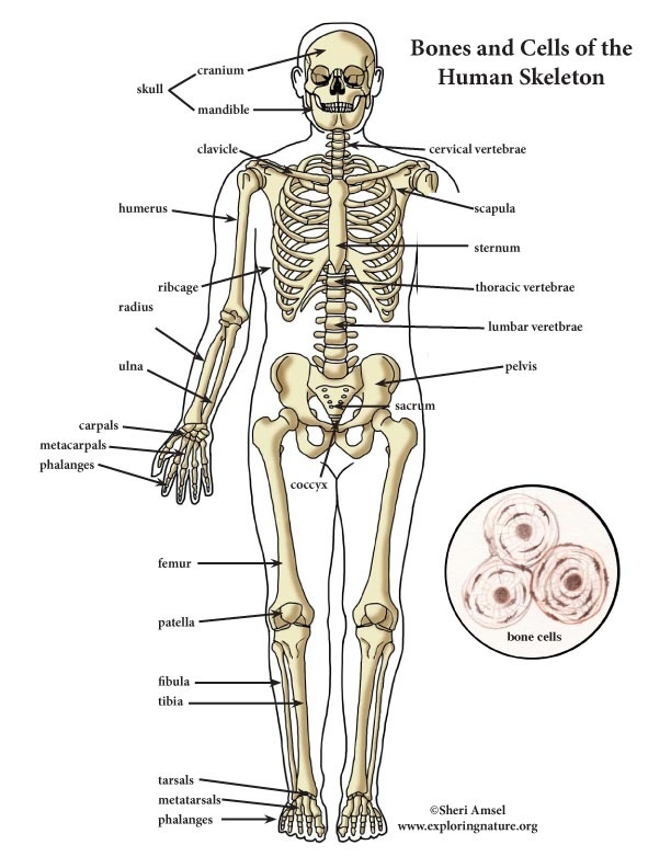 612x792 Labeled Diagram Of The Skeletal System 2018 World Of Diagrams - Skeletal System Sketch