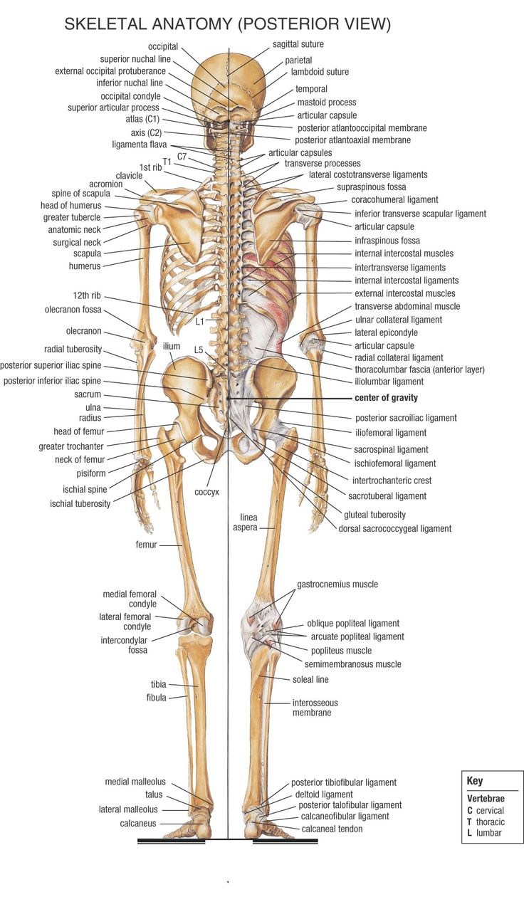 skeletal system sketch