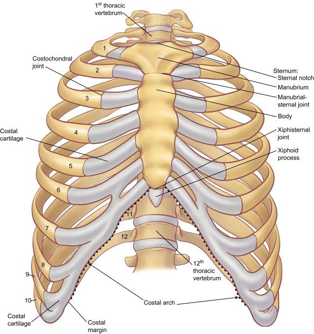 639x680 Skeletal System Diagrams Medical Bones, Muscles Ect - Skeletal System Sketch