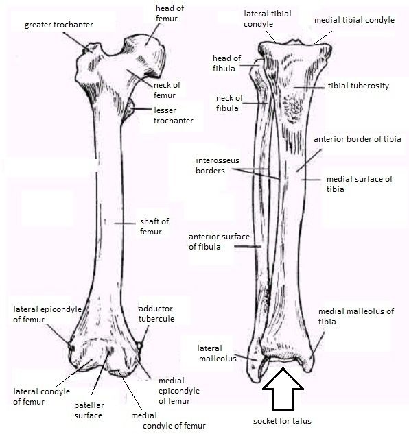 596x633 Skeletal System Diagrams Biology A And P - Skeletal System Sketch