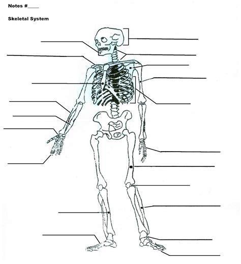 skeletal system sketch