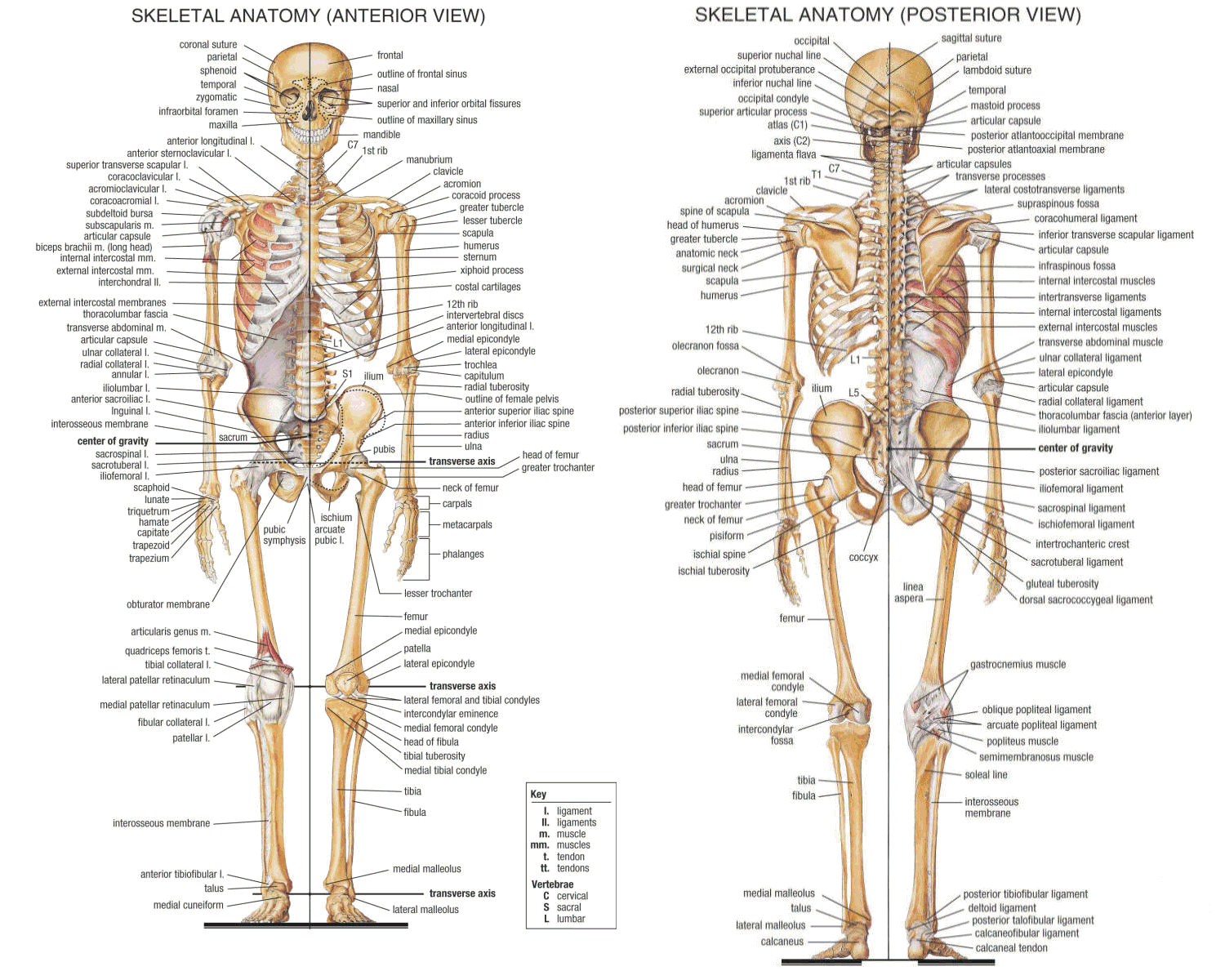 1500x1200 Skeletal System Diagrams System Diagram On Anatomy Cavities And - Skeletal System Sketch