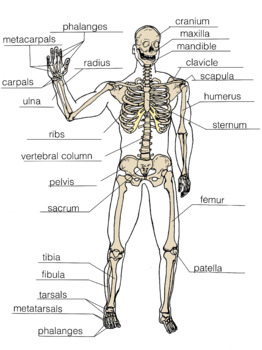 Skeleton Chart Labeled