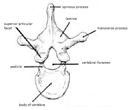 454x383 Skeletal System Diagrams - Skeletal System Sketch