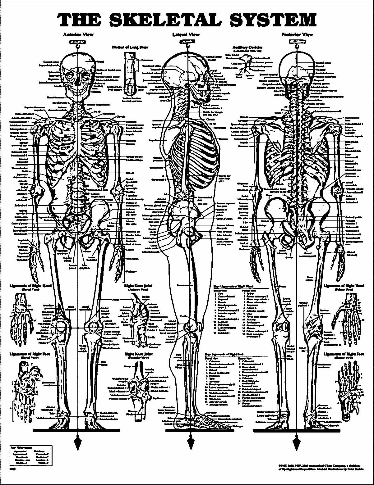 human skeletal system drawing