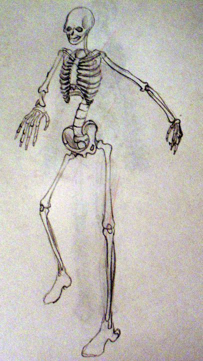 skeletal system sketch