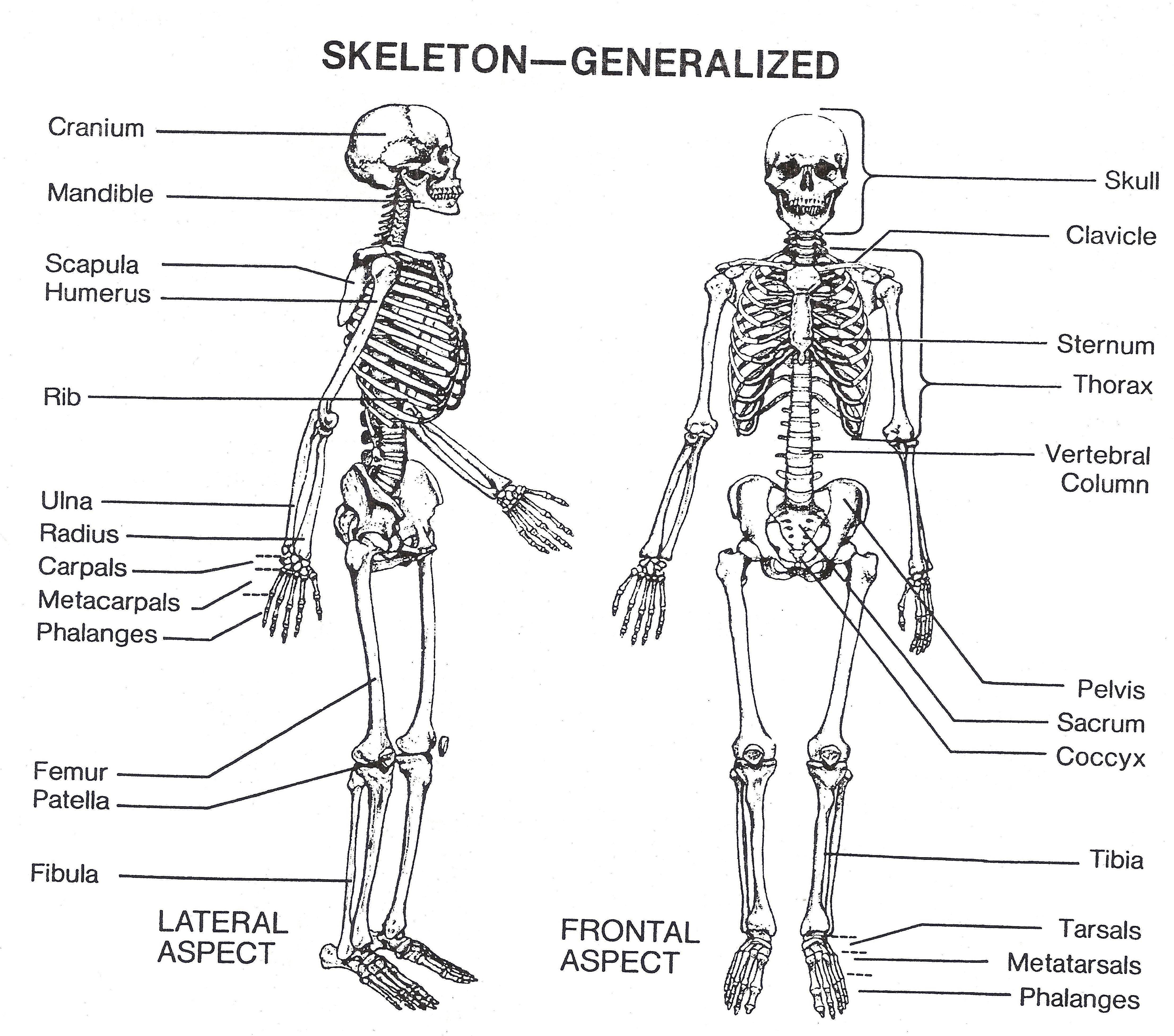 skeletal-system-sketch-at-paintingvalley-explore-collection-of