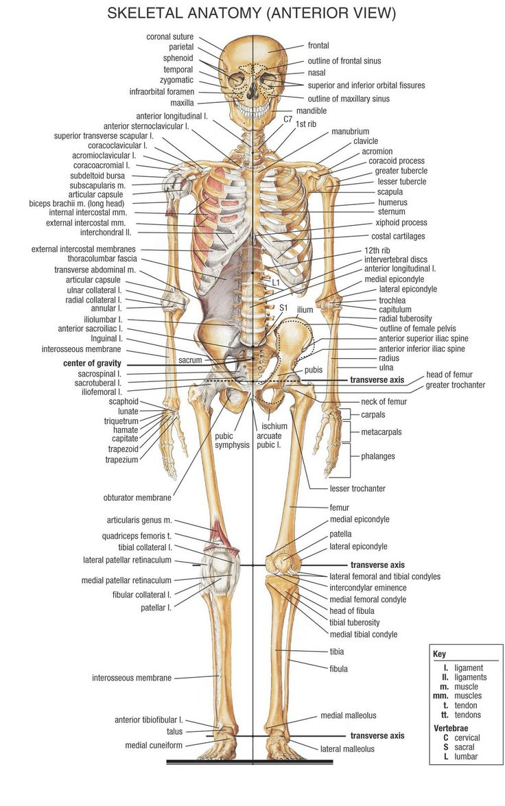 skeletal system diagram sketch