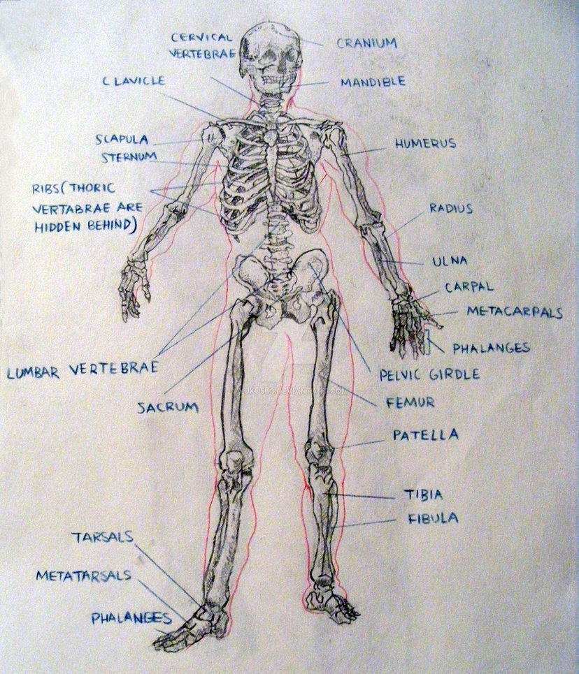 828x965 Sketch - Skeletal System Sketch