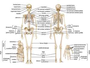 300x225 Human Skeletal System Parts, Functions, Diagram, Amp Facts - Skeletal System Sketch