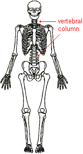 skeletal system diagram sketch