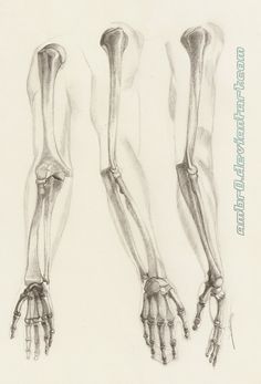 236x347 Image Result For Skeleton Arm Reference Sketch In 2018 - Skeleton Arm Sketch