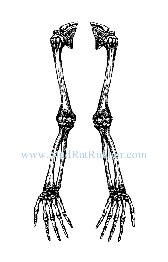 344x536 Madrat Rubber Original Amp Vintage Art Rubber Stamps Skeletons - Skeleton Arm Sketch