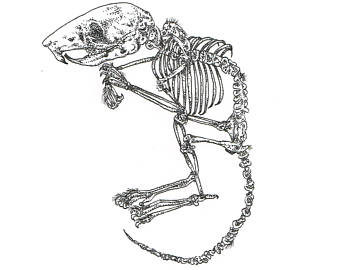 340x270 Mouse Clipart Skeleton ~ Frames ~ Illustrations ~ Hd Images - Skeleton Arm Sketch