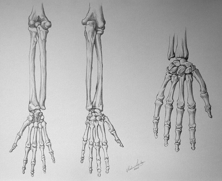 779x637 Pin By On Hand Skeleton Skeletons - Skeleton Arm Sketch