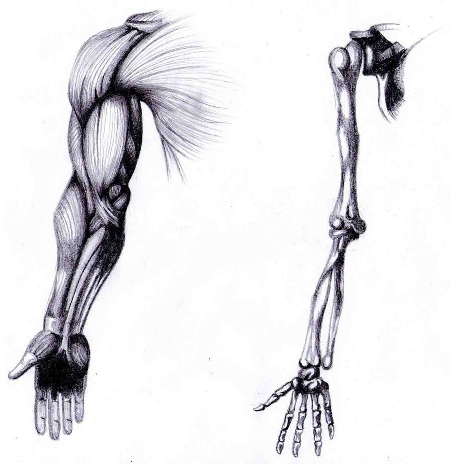 900x925 Skeleton Arm And Hand Drawing Arm Anatomy Study By Animation And - Skeleton Arm Sketch