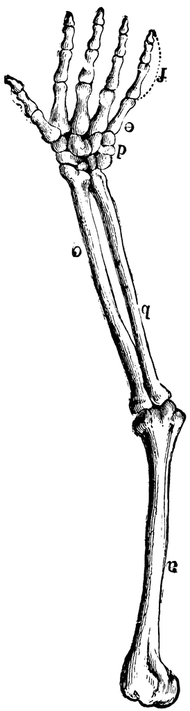 274x1024 Skeleton Clipart Skeleton Arm - Skeleton Arm Sketch