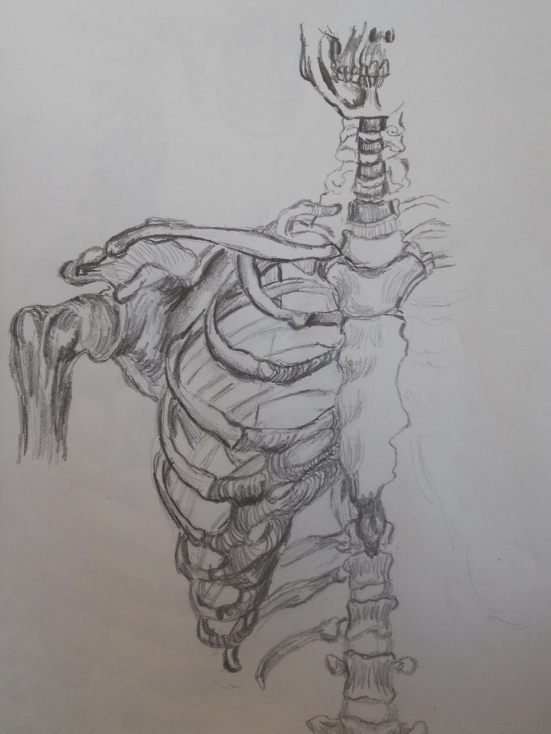 774x1032 Half Skeleton Torso And Arm By Lusciouscrimsonlips - Skeleton Arm Sketch