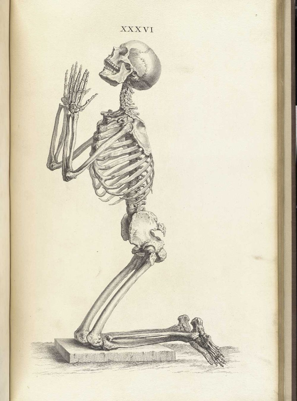 1000x1346 7 Fantastic Vintage Anatomy Drawings Popular Science - Skeleton Body Sketch