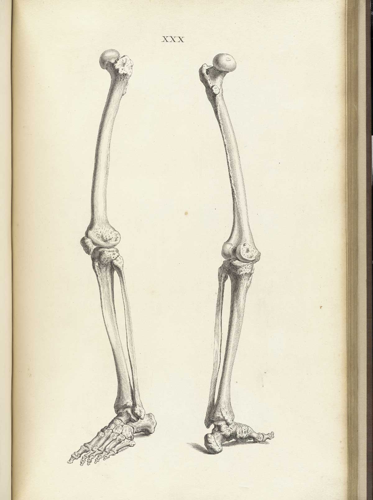 1200x1609 Historical Anatomies On The Web William Cheselden Home - Skeleton Body Sketch