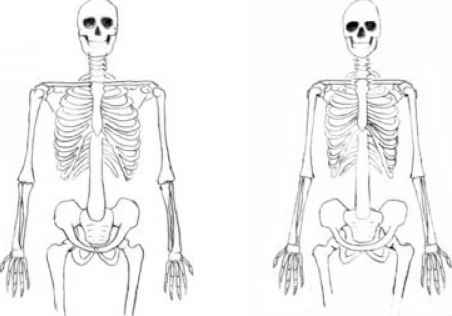 452x316 Male And Female Bodies - Skeleton Body Sketch