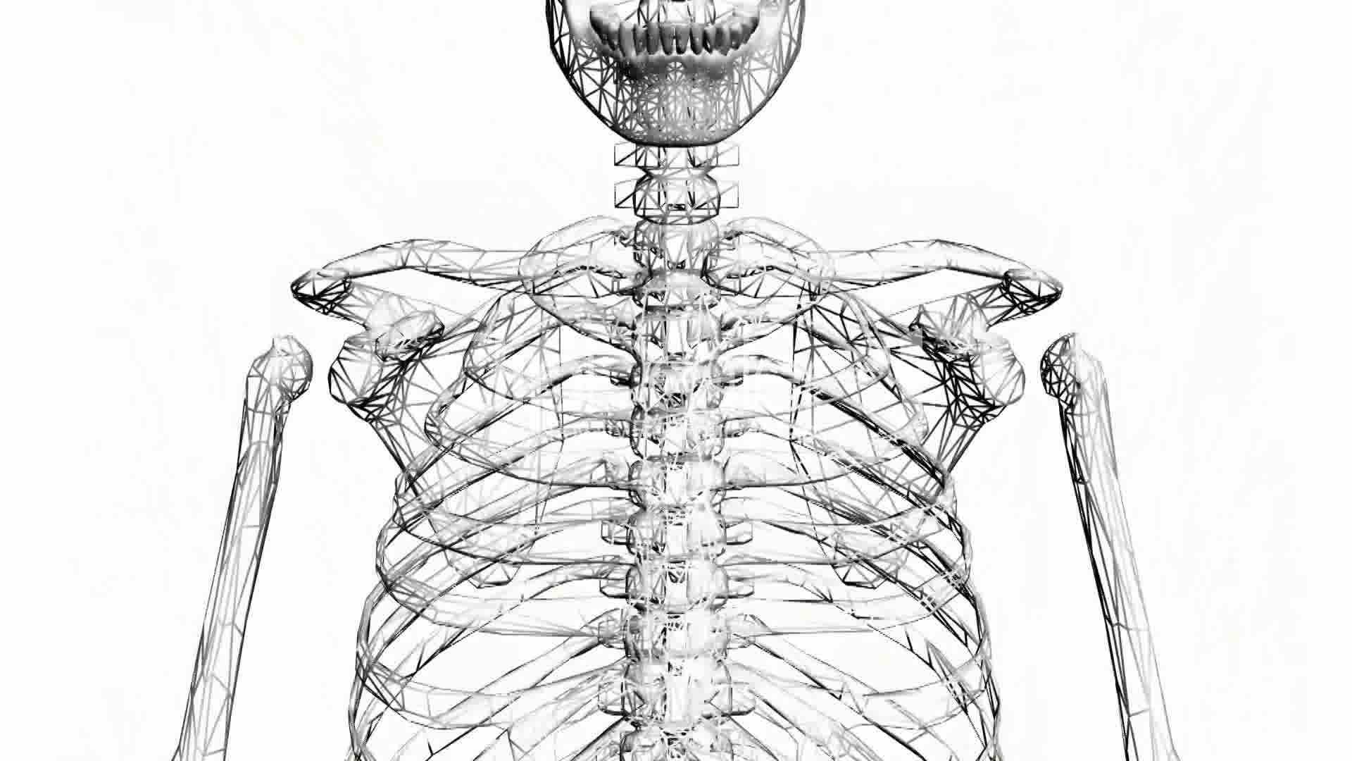 1920x1080 Moving Of 3d Skeleton.skull,anatomy,human,medical,body,biology - Skeleton Body Sketch