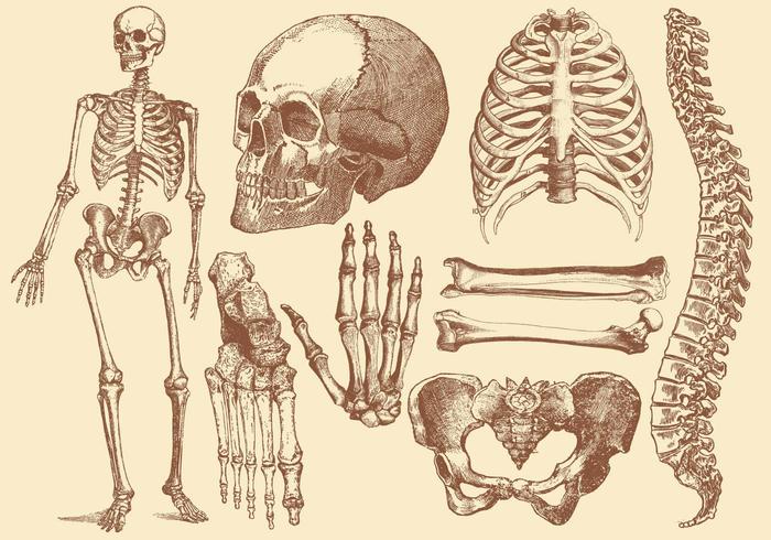 700x490 Old Style Drawing Human Bones - Skeleton Body Sketch