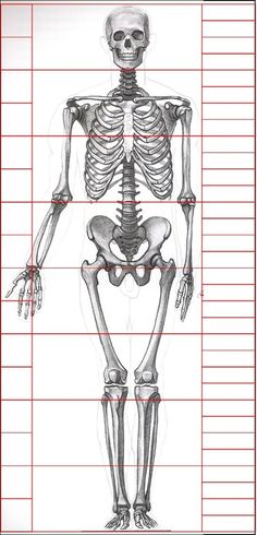 236x490 Skeleton By Xaviar12321 Draw Amp Sketch - Skeleton Body Sketch