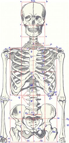 236x489 83 Best Human Body Images Anatomy Art, Human - Skeleton Body Sketch