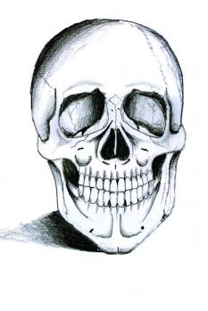 233x349 How To Draw A Skeleton Head 7 Steps - Skeleton Face Sketch