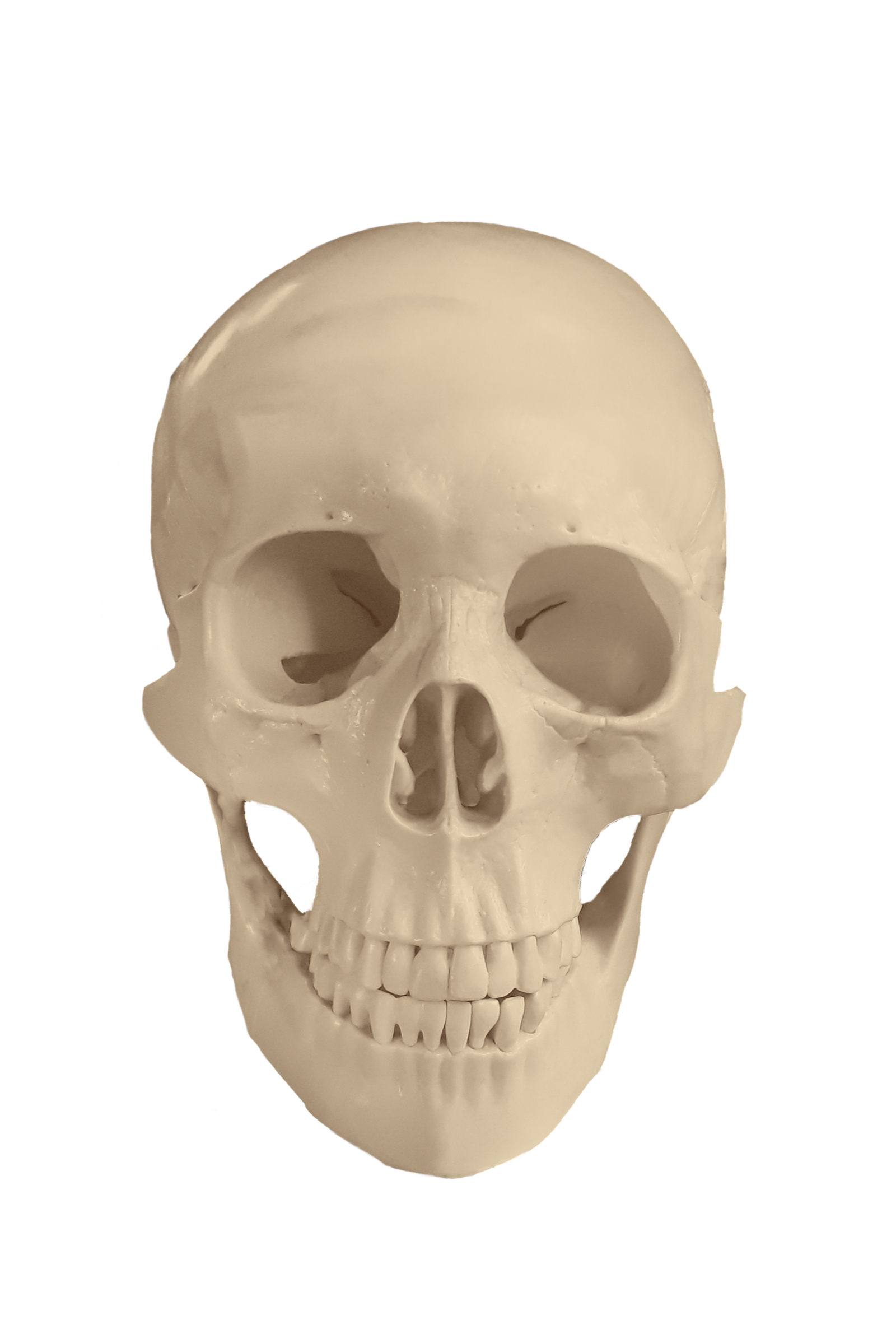 1600x2400 Portrait Prep Series Lesson 2 The Skull, Muscle And Skin - Skeleton Face Sketch