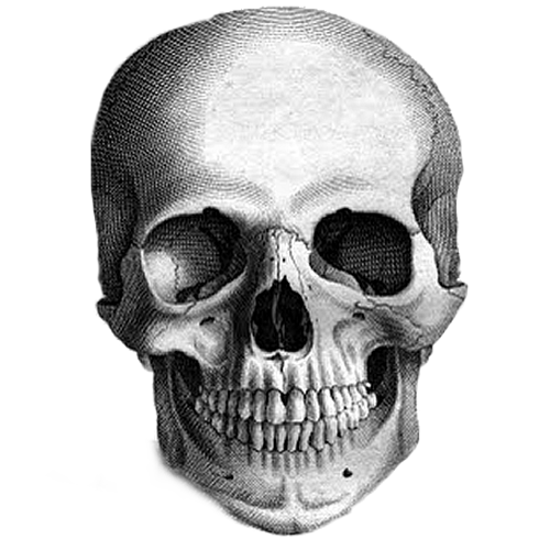 500x500 Calavera Skull Drawing The Human Head Sketch - Skeleton Face Sketch
