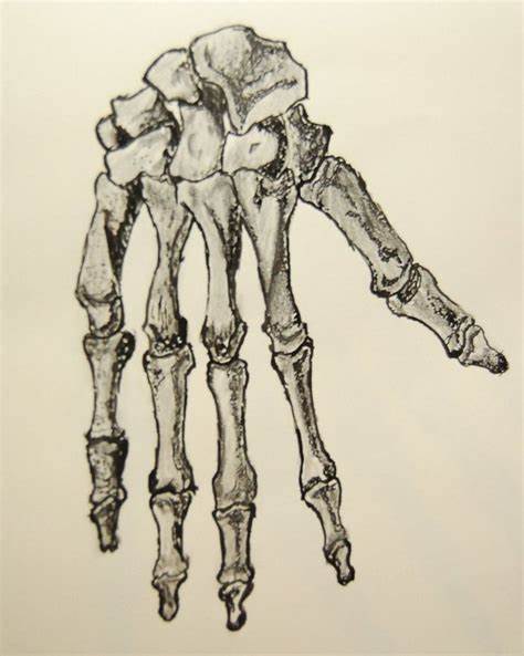 474x593 Hand Bones Drawing. Skeleton. Character Design References - Skeleton Hand Sketch