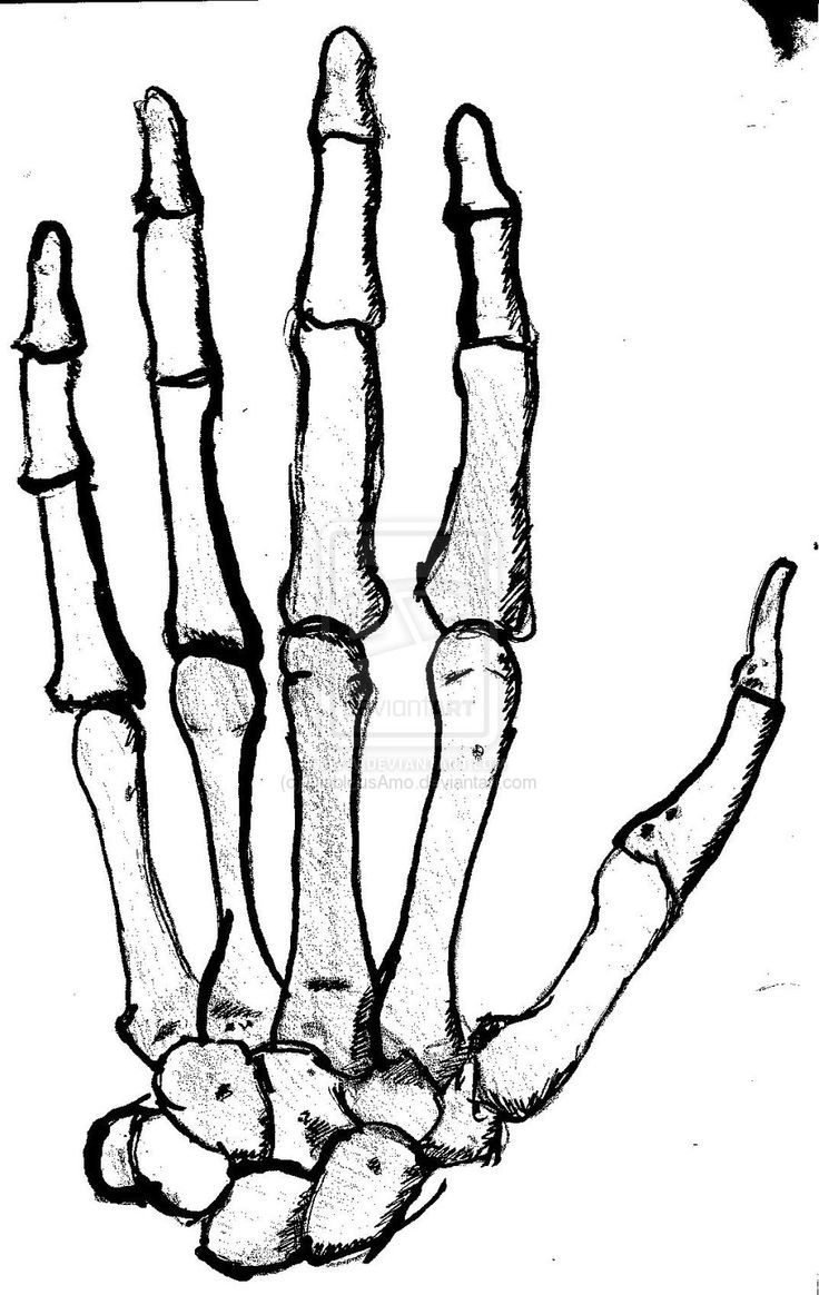 736x1164 Hand Sketch Halloween Draw, Skeleton And Skeleton - Skeleton Hand Sketch