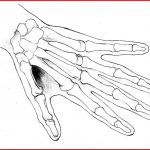 150x150 How To Draw A Skeleton Hand 168402 Skeletal Hand Sketch By - Skeleton Hand Sketch